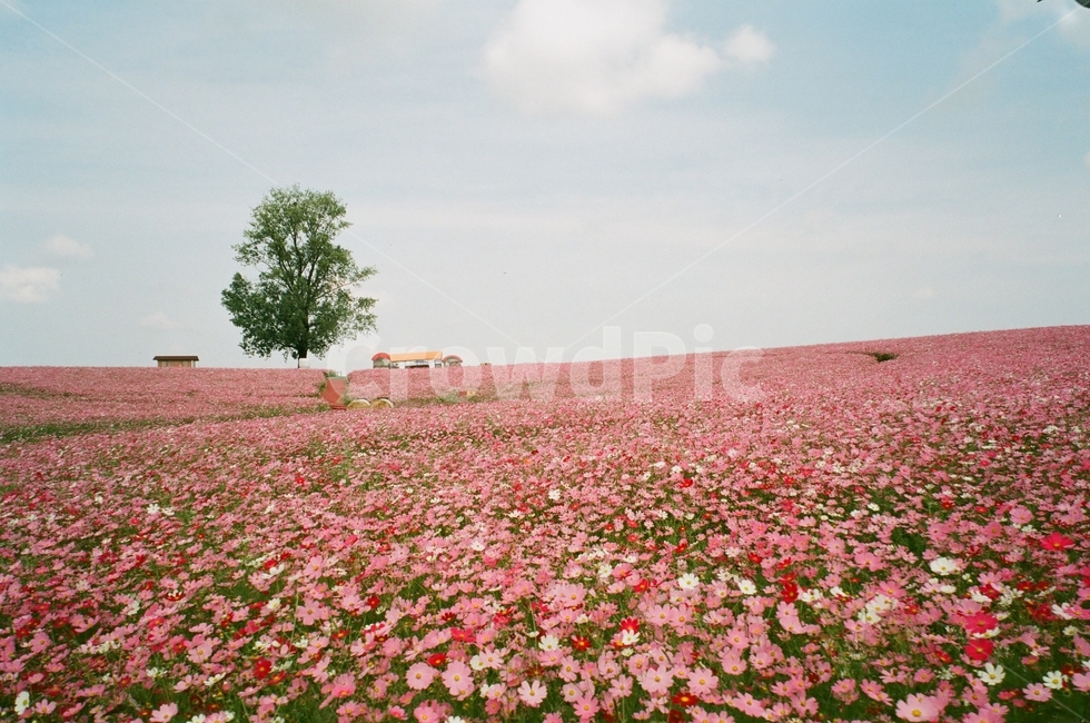 plant,코스모스,flower,식물,꽃,blossom,cosmos,꽃,flower,식물,자연,plants,nature