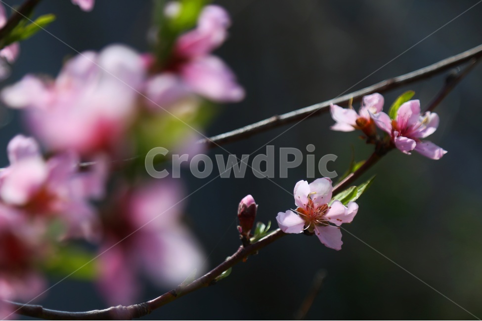 풍경,봄,감성,복숭아,삼색도화꽃,봄,계절,spring,season,식물,자연,plants,nature,꽃,flower,plant