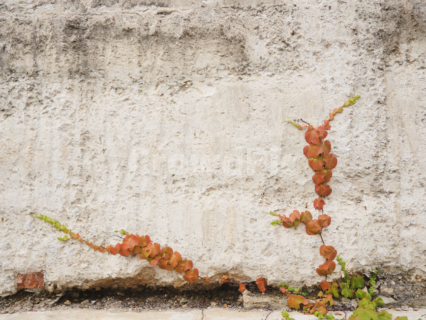 감성,감성사진,담쟁이,넝쿨,덩굴,자연,식물,자연,plants,nature