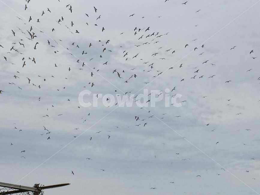 갈매기,갈매기떼,하늘,구름,흐린날씨,동물,animal,조류,새,birds