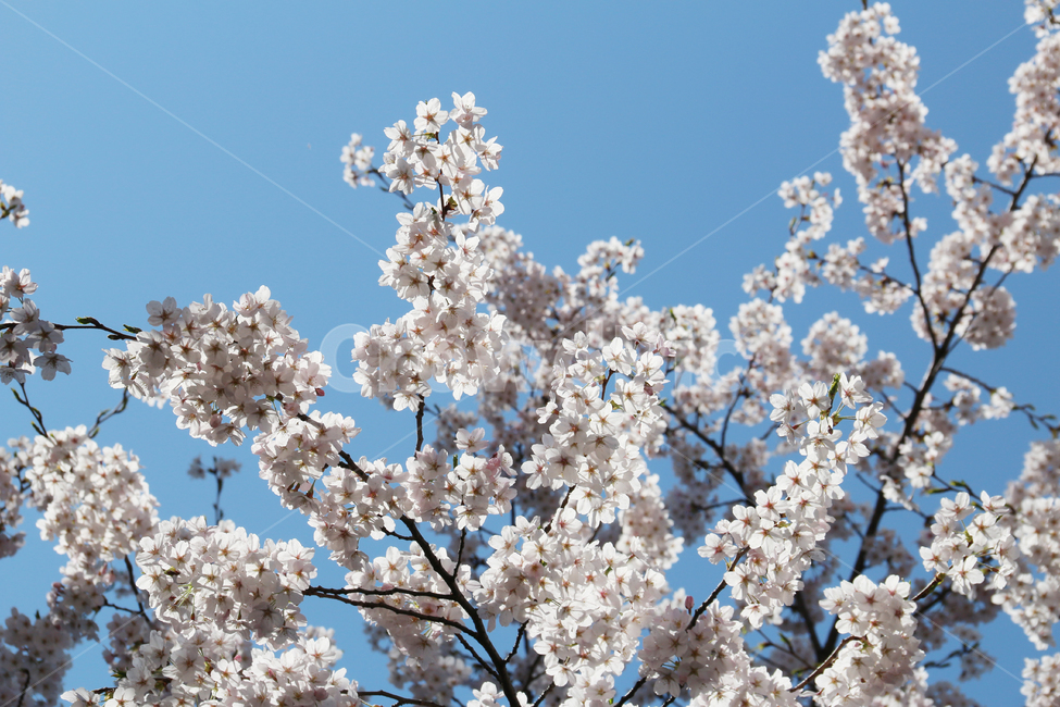사쿠라,cherryblossom,봄,꽃,봄꽃,벚꽃