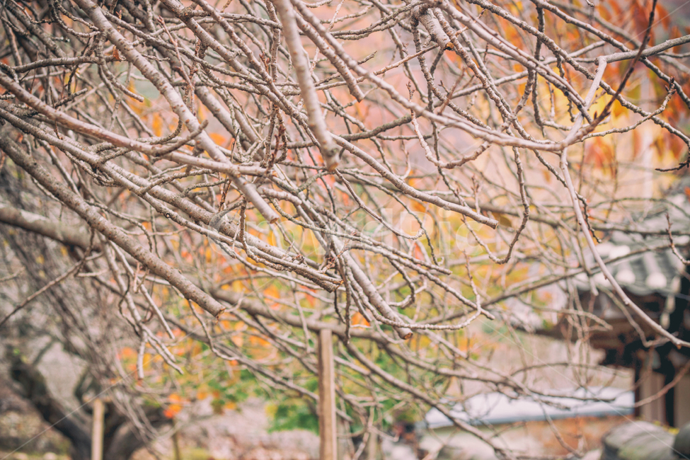 가을,계절,나무,단풍,낙옆,은행,은행나무,자연,풍경,fall,autumn,tree,seasons,maple,nature,landscape,나뭇가지,가지,가을,계절,fall,autumn,season,식물,자연,plants,nature,나무,trees,wood,plant