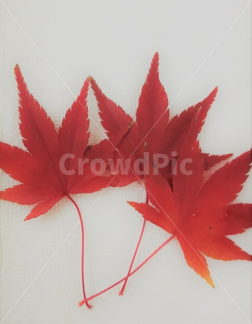 단풍,가을,빨강색,레드,단풍잎,낙엽,fall,Maple,Mapleleaf,fallenleaves,red,가을,계절,fall,autumn,season,식물,자연,plants,nature,leaf,잎,plant,tree,나무