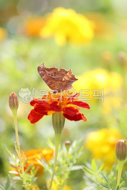 식물,곤충,금잔화,만수국,메리골드,나비