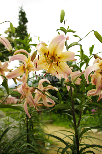 백합,꽃,식물,flower,color,nature,자연,식물,자연,plants,nature,꽃,flower