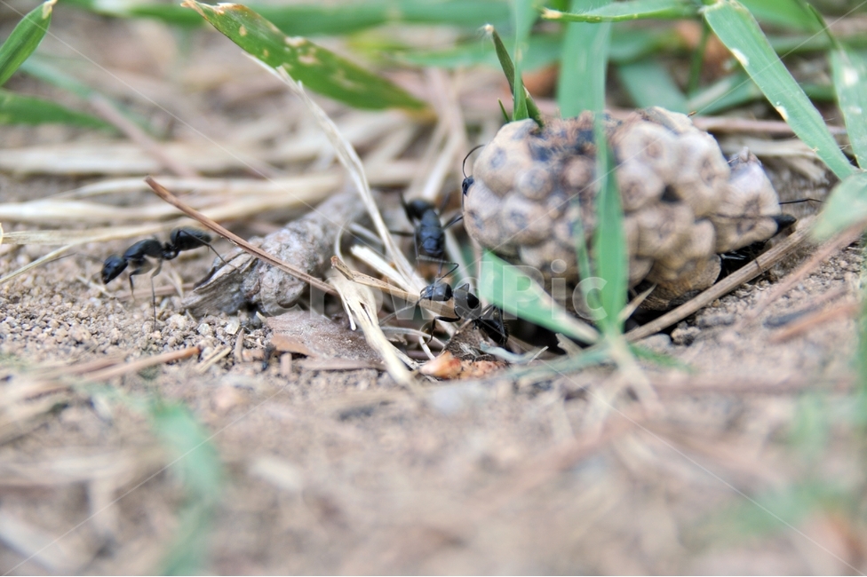 개미,절지동물,곤충,땅개미,수개미,일개미,솔방울,동물,animal,곤충,벌레,insect,bug