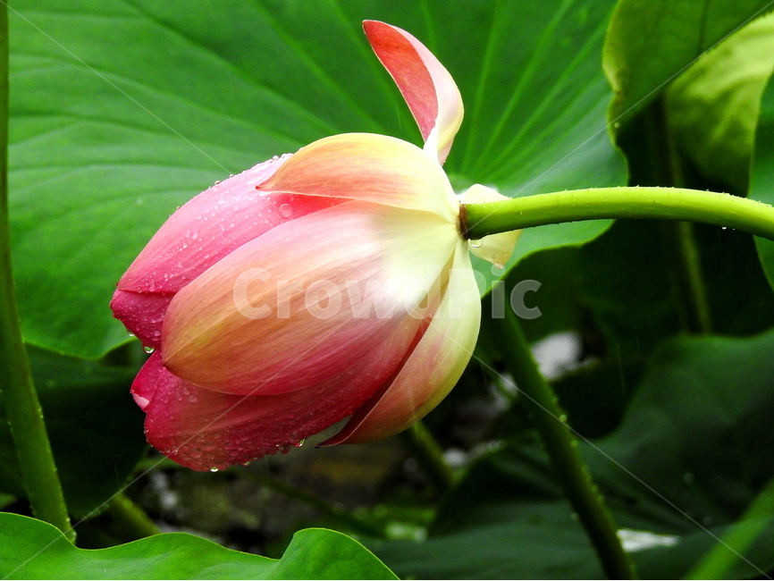 식물,꽃,연꽃,lotus,plant,식물,자연,plants,nature,꽃,flower