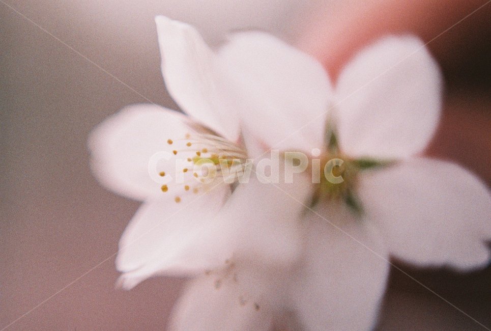 벚꽃,꽃,봄꽃,흰벚꽃,사쿠라,필름사진,접사,봄,계절,spring,season,식물,자연,plants,nature,꽃,flower,감성,sensible,feeling,plant
