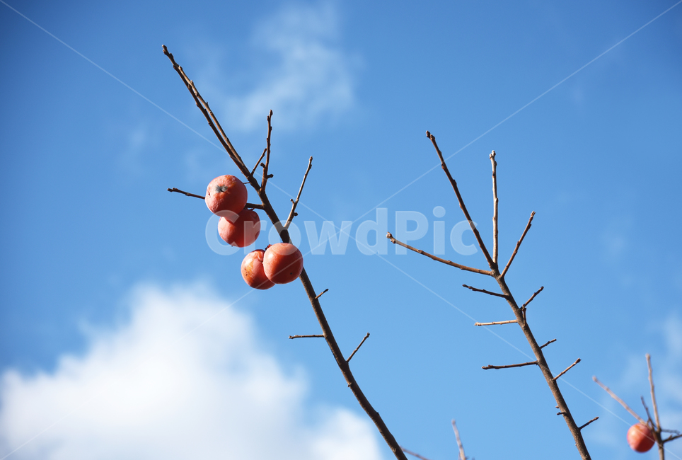 감,감나무,나무,자연,식물,가을,가지,열매,하늘,과일,음식,plant,fruit,food,autumn,sky,nature,과일,열매,fruit