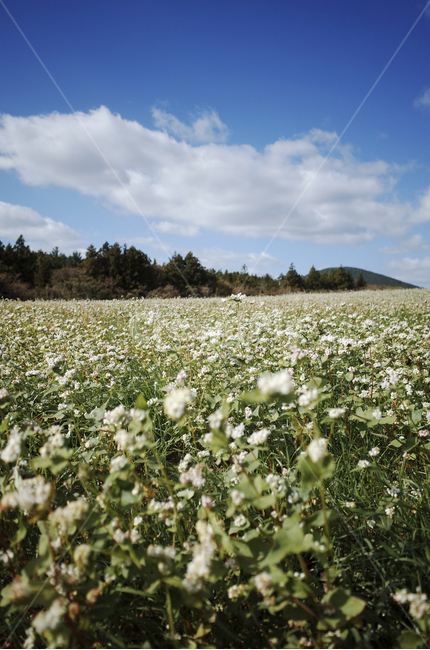 field,들,들판,흰,하얀,white,흰색,흰꽃,하얀꽃,whiteflower,green,초록,푸른,파란,blue,하늘,sky,구름,cloud,자연,nature