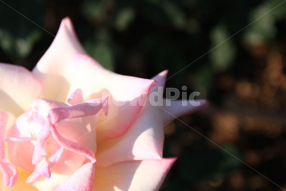 장미,꽃,오월,rose,장미향기,공원에핀장미,봄의꽃,봄꽃,장미꽃,봄,계절,spring,season,식물,자연,plants,nature,꽃,flower,blossom,plant