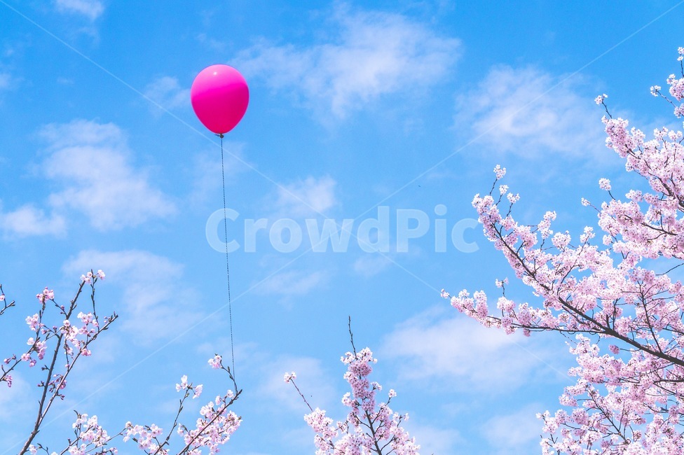 봄,벚꽃,풍선,감성,희망,봄꽃,어린이날,spring,cherryblossom,하늘,낯,맑음,봄하늘