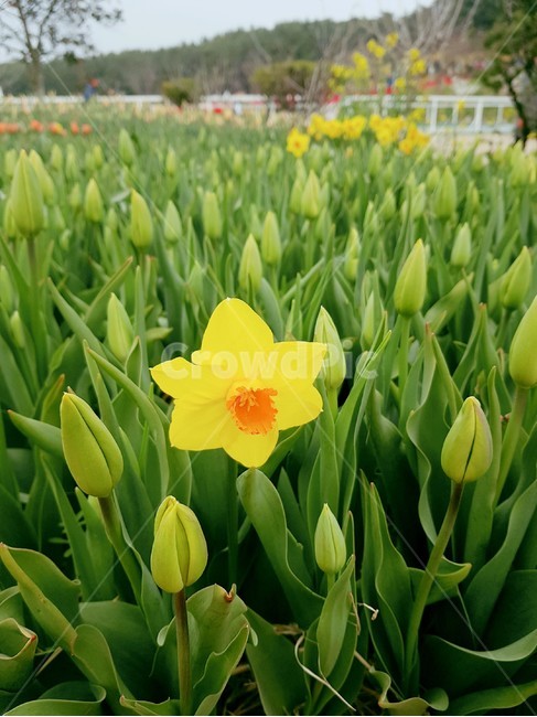 Daffodil Festival,One flower,daffodil,yellow,One bunch