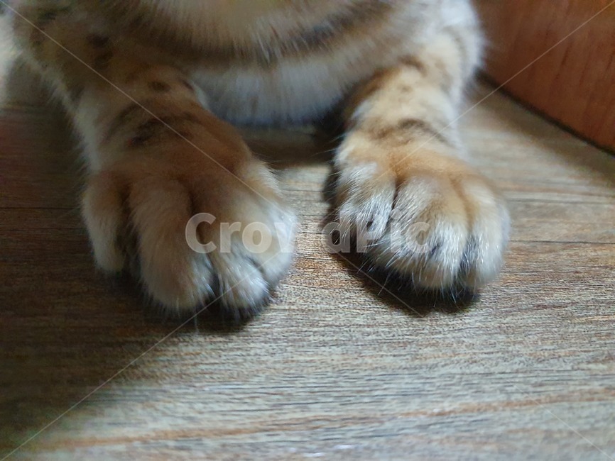 고양이,고양이발,반려묘,반려동물,발