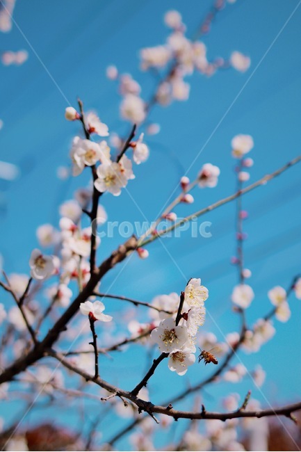 꿀벌,매화,감성,봄,꽃,봄,계절,spring,season,식물,자연,plants,nature,꽃,flower,동물,animal,곤충,벌레,insect,bug,감성,sensible,feeling,색깔,색상,색채,색감,color sense,color sensitivity,feeling of color,plant,blossom