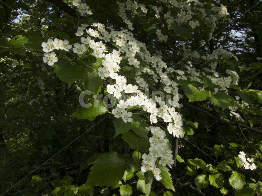 꽃,봄꽃,산속식물,flower,꽃밭,식물,자연,plants,nature,꽃,flower