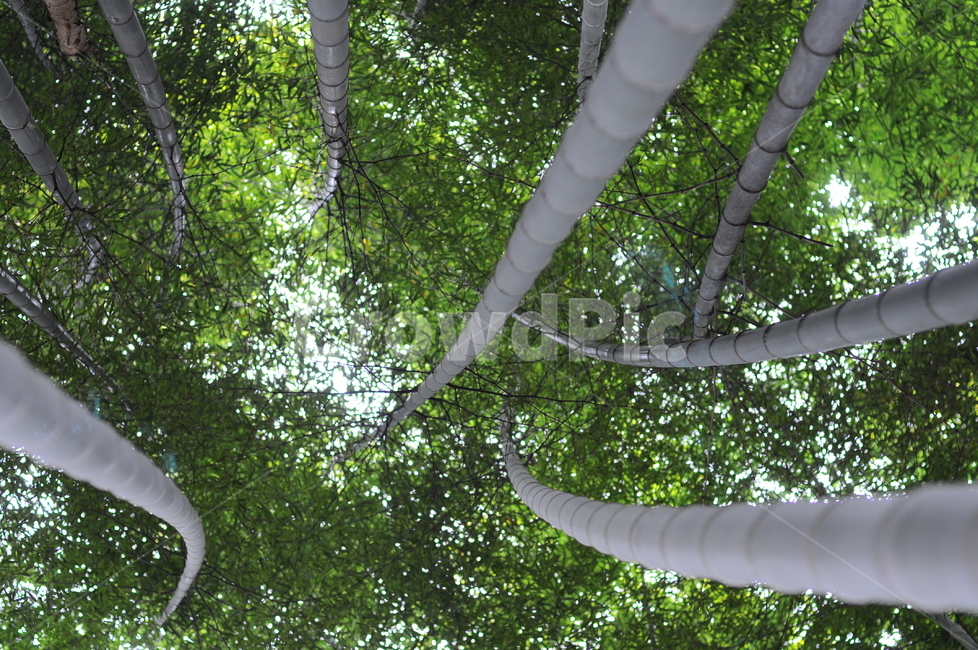 자연,숲,대나무,감성,nature,풍경