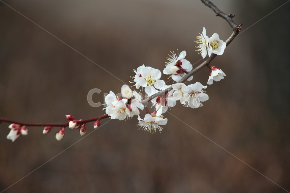 plant,식물,flower,꽃,매화,Prunusmume,식물,자연,plants,nature,꽃,flower