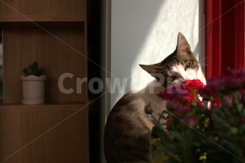 가을,고양이,꽃,조화,카페,실내,fall,cat,cafe,flower,식물,자연,plants,nature,꽃,flower,동물,animal,포유류,mammal,고양이,cat,kitten,kitty