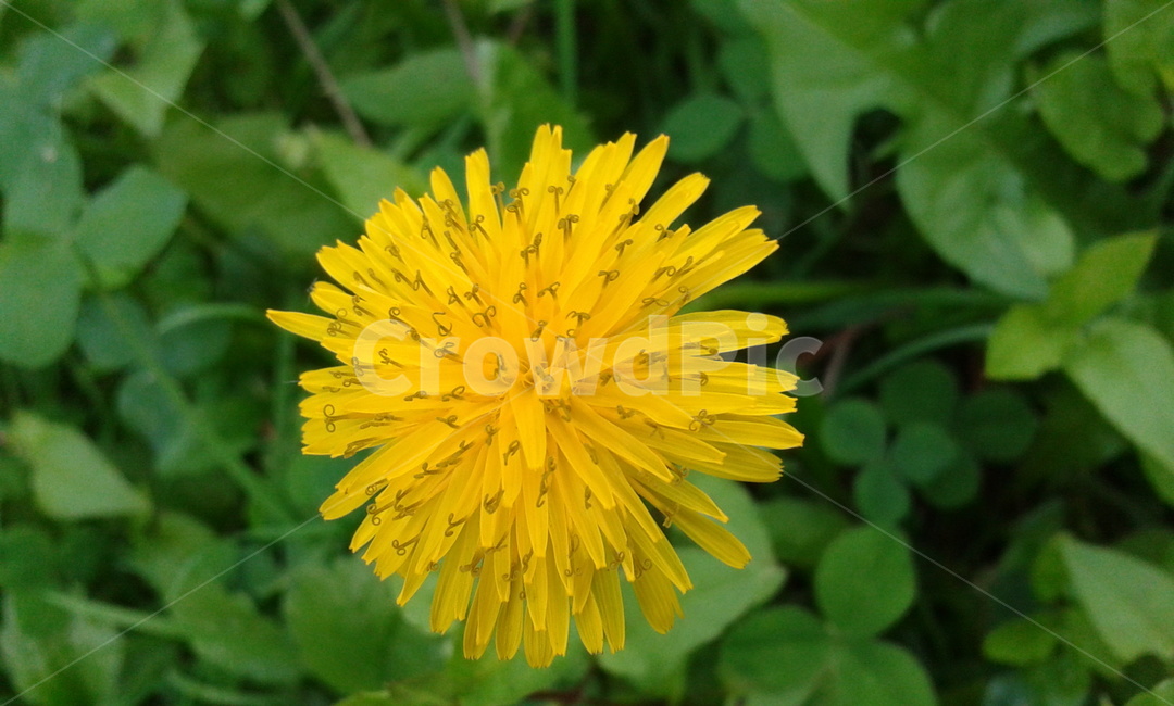 plant,식물,blossom,꽃,flower,yellow,식물,자연,plants,nature