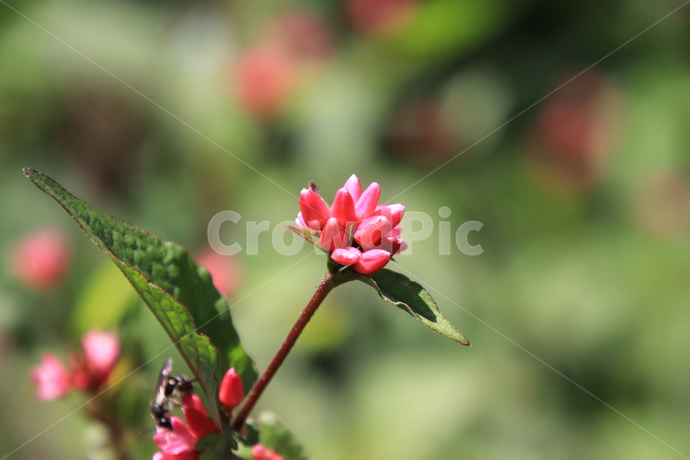 식물,고마리,가시덩굴,며느리밑씻개,약용,식물,자연,plants,nature,꽃,flower