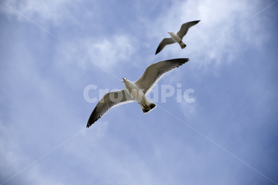 갈매기,하늘,날다,flying,bird,새,animal,동물,seagull,맑음,구름,파랑,twin,동물,animal,조류,새,birds
