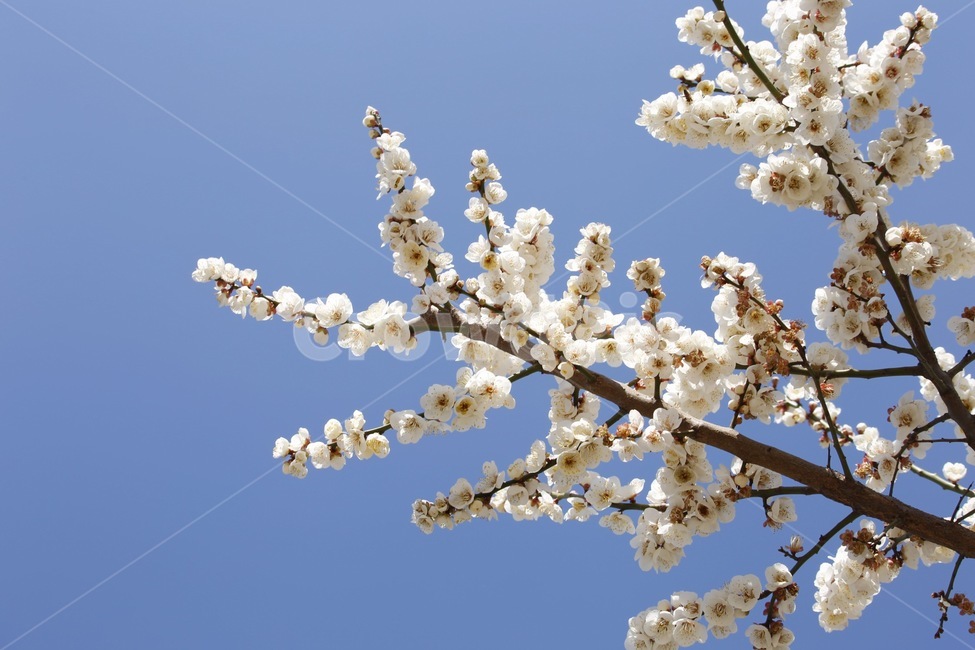 자연풍경,봄,매화,하늘,나무,flower,봄,계절,spring,season,식물,자연,plants,nature,꽃,flower,plant,blossom