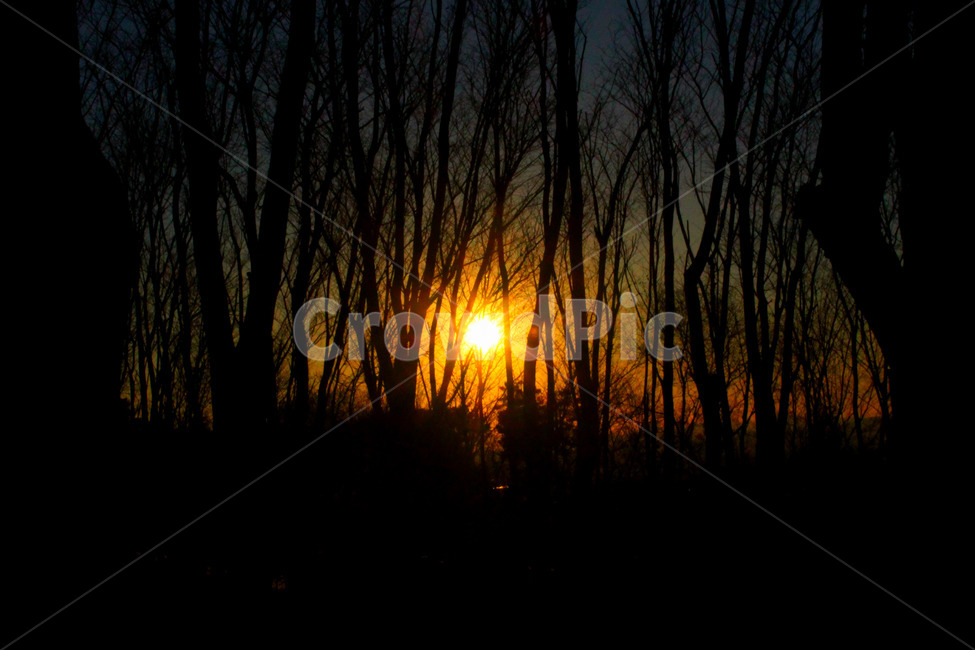 석양,실루엣,저녁,빛,숲,자연,하늘,sky,flare,플레어,light,nature,outdoors,옥외,dusk,황혼,sunset,일몰,dawn,새벽,red sky,붉은 하늘