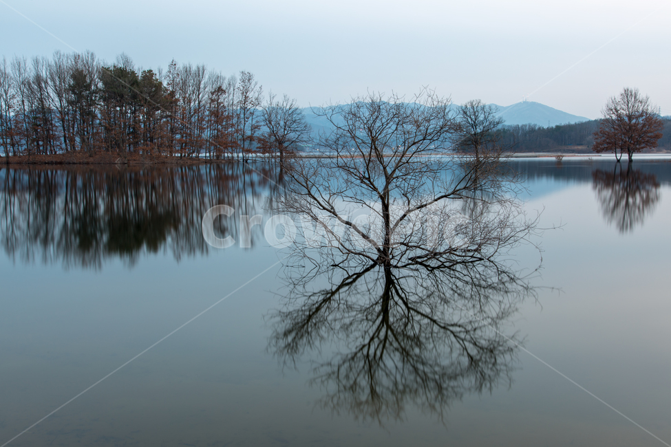 nature,자연,water,물,tree,나무