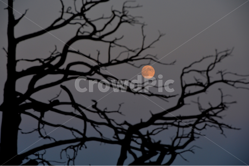 보름달,주목,주목나무,함백산,달,moon,tree,나뭇가지,branch,야경,밤,풍경,nightscape,night,landscape,식물,자연,plants,nature,나무,trees,wood,outdoors,옥외