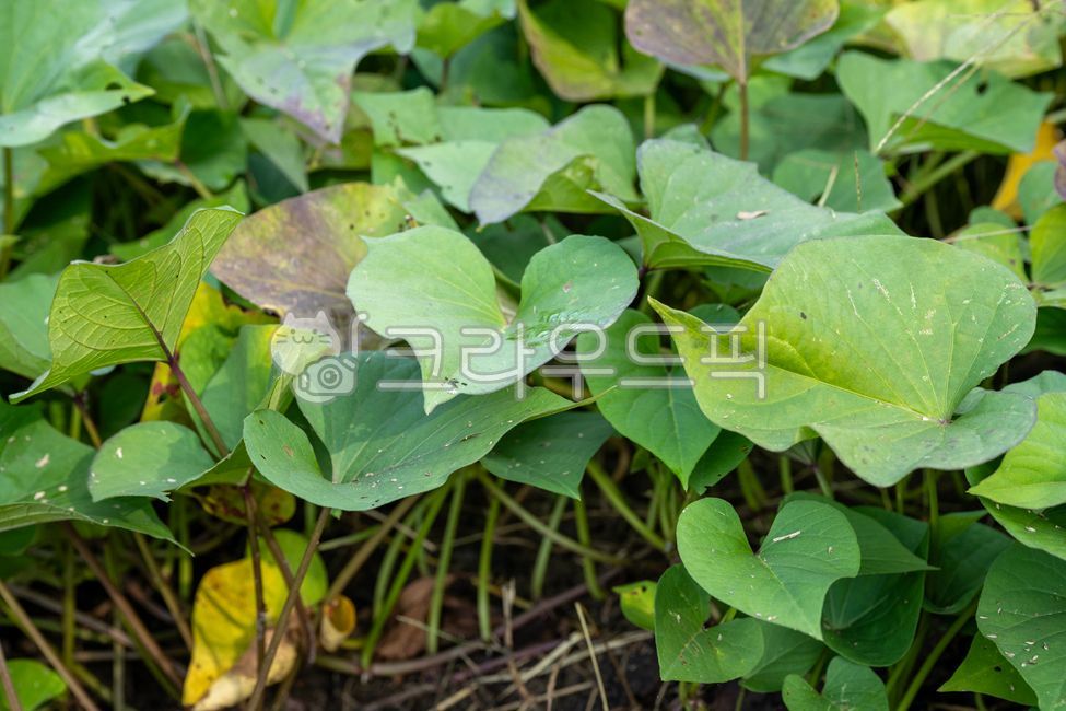 고구마,sweetpotato,잎,고구마잎,재배,땅,흙,농장,유기농,farm,leaf