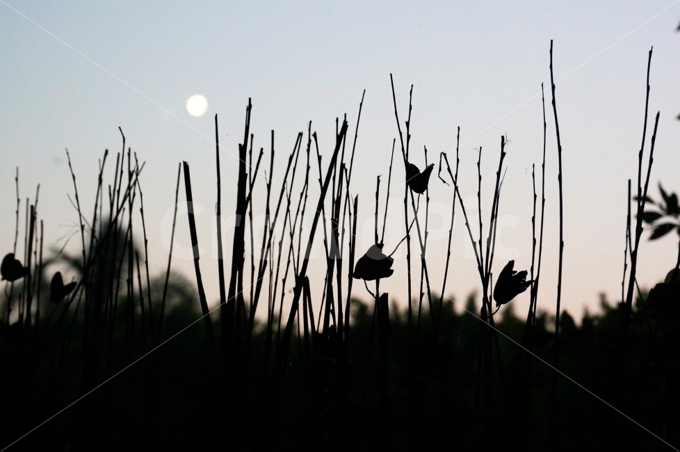 밤,하늘,나뭇가지,달,역광,실루엣,감성,고독함,감정표현,모노톤,연출,Sky,Moon,Night,Twig,Silhouette,자연,풍경,nature,landscape,grass,잔디,plant,식물,animal,동물,bird,새