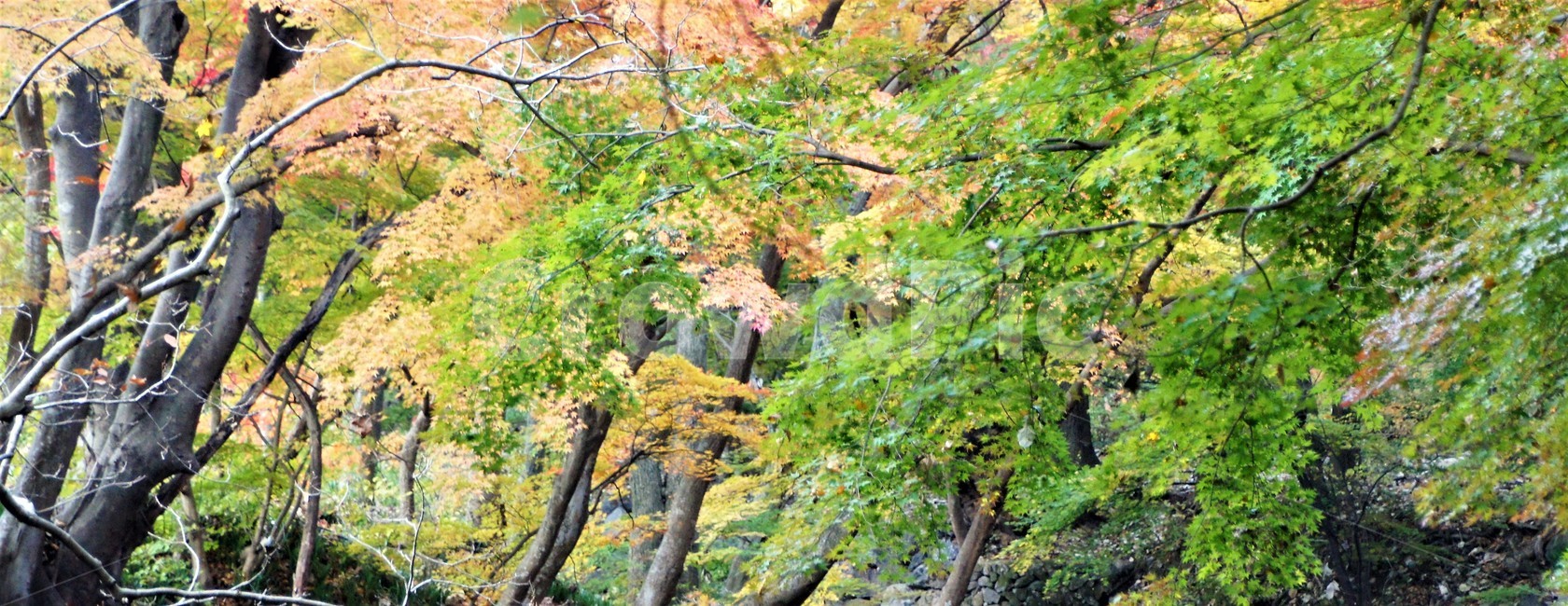가을,단풍,나무,식물,자연,자연풍경,감성,예쁨,아름다움,nature,autumn,trees,가을,계절,fall,autumn,season,tree,plant,tree trunk,나무 줄기
