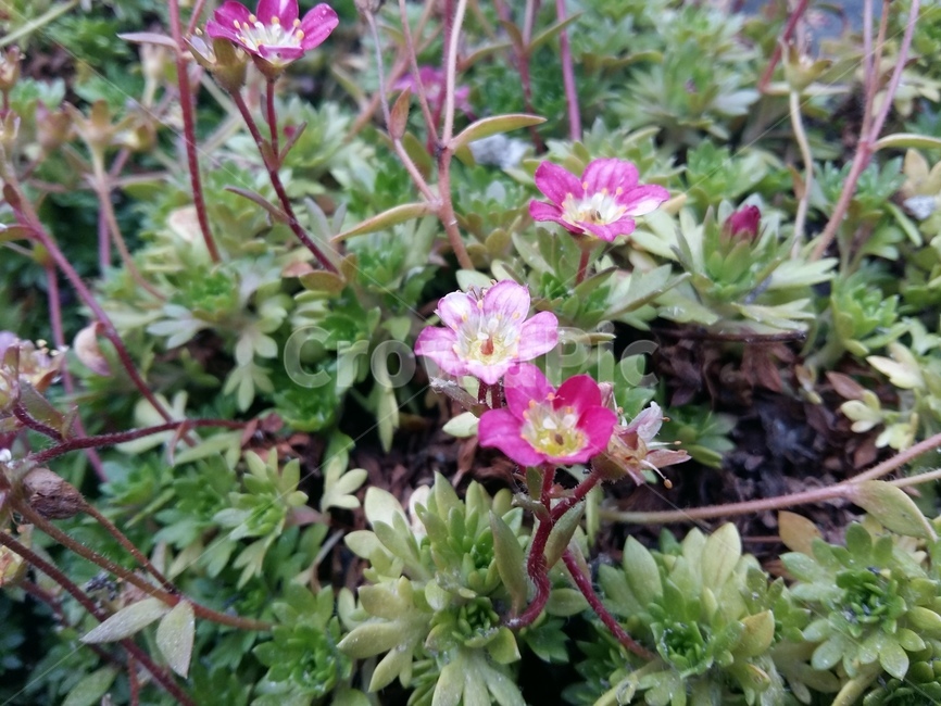 꽃,식물,flower,plant,blossom,분홍
