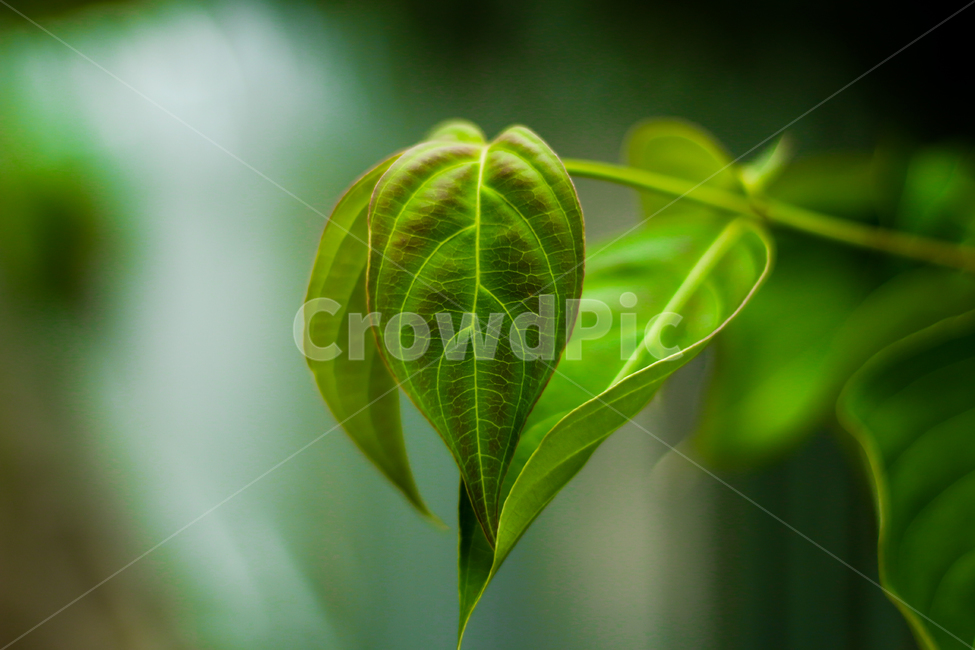 야생식물,잎사귀,녹색식물,leaf,plant