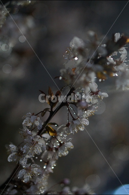 매화,야경,빛,비,우중,보케,봄,풍경,봄,계절,spring,season,야경,밤,풍경,nightscape,night,landscape,식물,자연,plants,nature,꽃,flower,plant,blossom