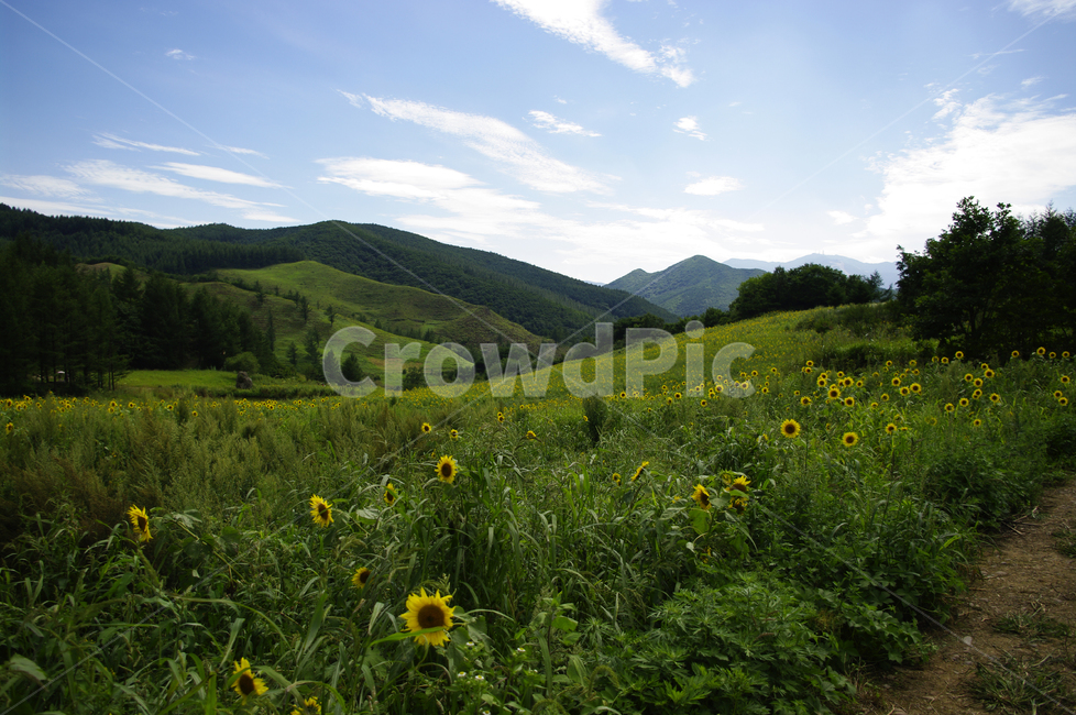 풍경,꽃밭,하늘,구름,산,나무,식물,해바라기밭,자연,풍경,nature,landscape,outdoors,옥외,grassland,목초지,field,들,rural,농촌,farm,농장