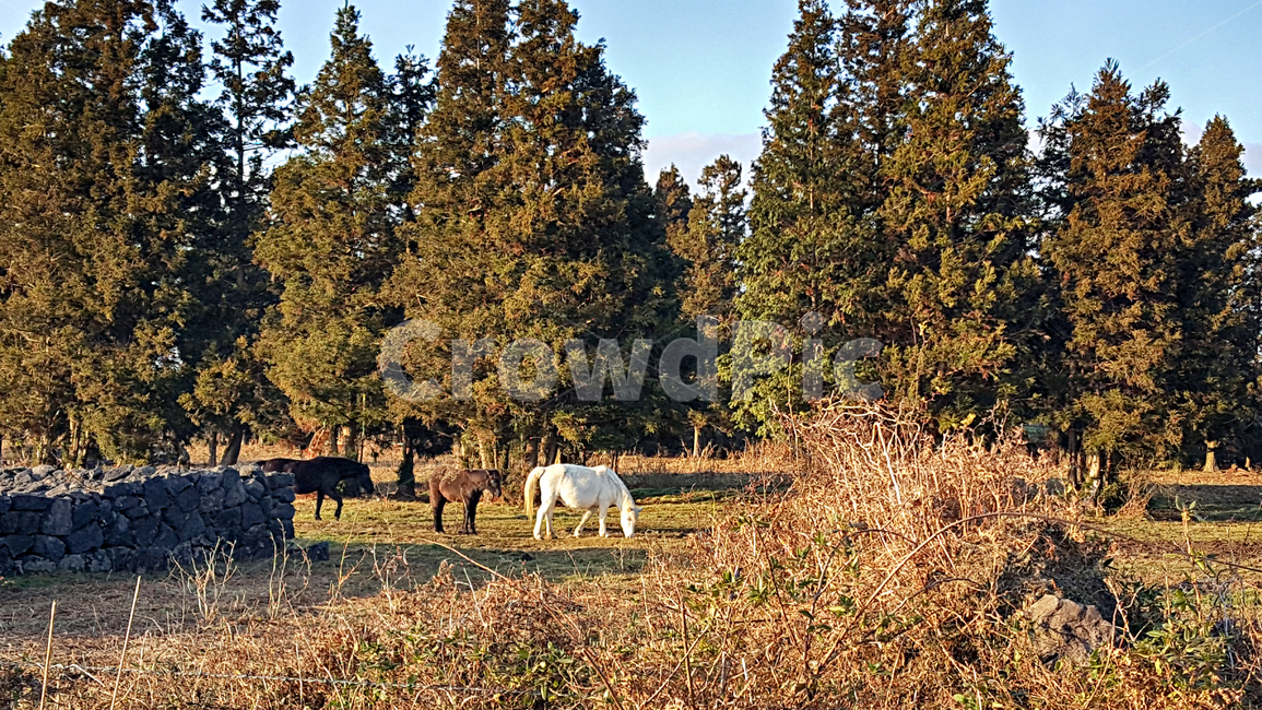 말목장,말,outdoors,옥외,nature,자연,field,들,grassland,목초지