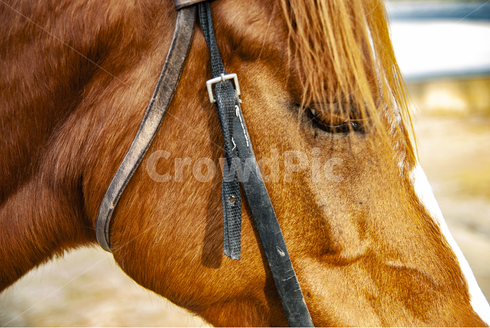 말,얼굴,승마,지친,horse,동물,mammal,머리,눈,동물,animal,포유류,mammal