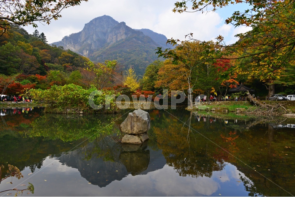 장성,백양사,백암산,추색,백양사가을,가을,계절,추경,단풍,연못,반영,단풍잎,만추,plant,식물,tree,나무,nature,자연,water,물,outdoors,옥외,바위,은행나무