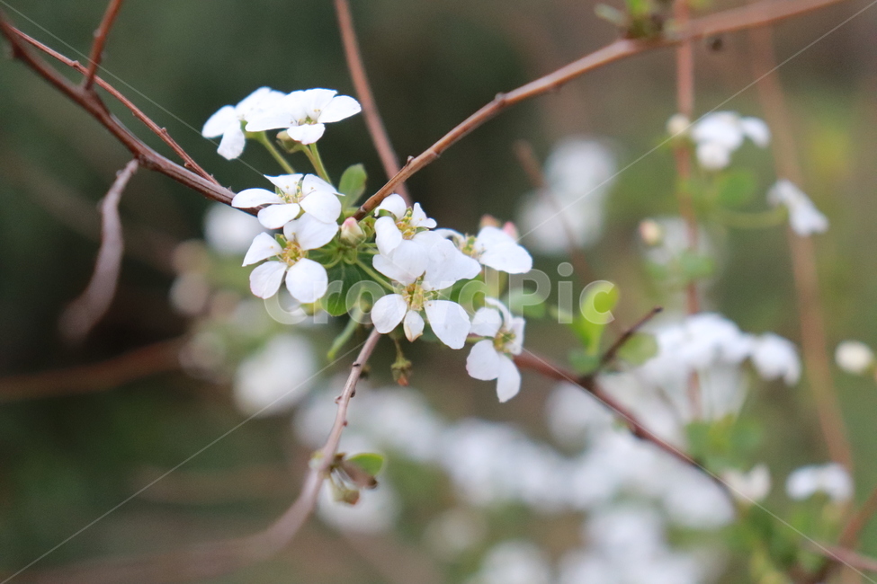 꽃,식물,나무,자연,아름다운,식물,자연,plants,nature,꽃,flower