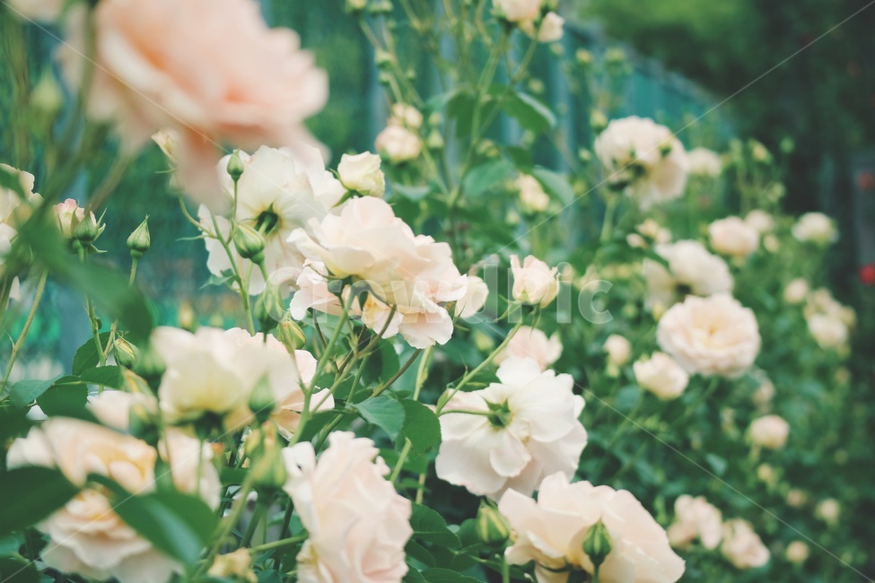 장미,rose,꽃,flower,봄,spring,감성,식물,자연,plants,nature,꽃,flower,감성,sensible,feeling