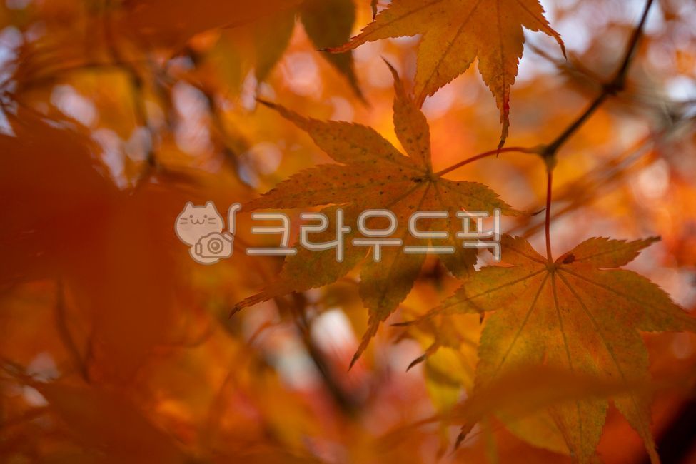 fall, autumn, leaf, 잎, plant, 사진,이미지,일러스트,캘리그라피 - Kiyoung작가