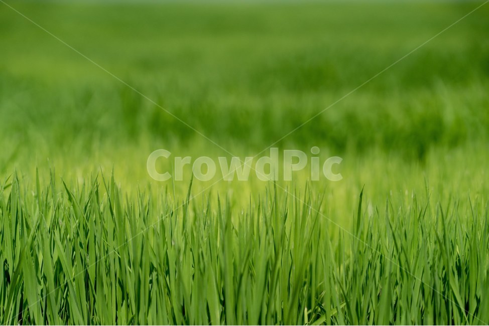 여름,모내기,자연,풍경,쌀,농사,풀,논,논밭,식물,자연,plants,nature
