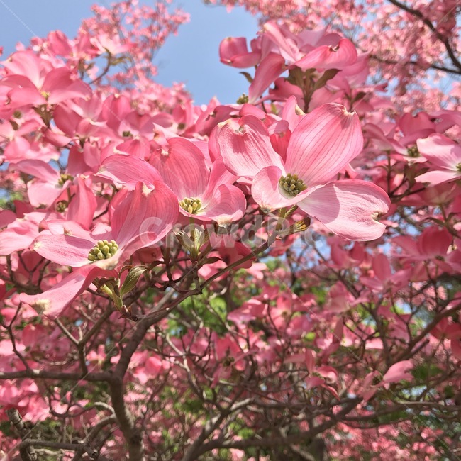 봄,계절,꽃,flower,분홍,아름다운