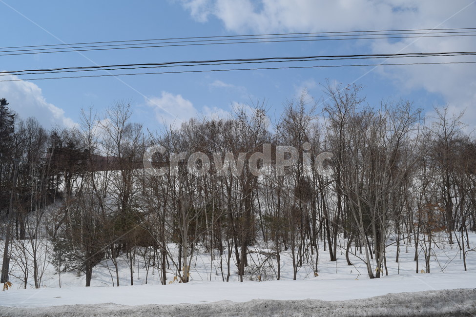일본,홋카이도,비에이,겨울,눈,풍경,나무,일본사진,일본여행,일본풍경,japan,hokkaido,biei,snow,tree,겨울,계절,winter,season,자연,풍경,nature,landscape,식물,plants,나무,trees,wood