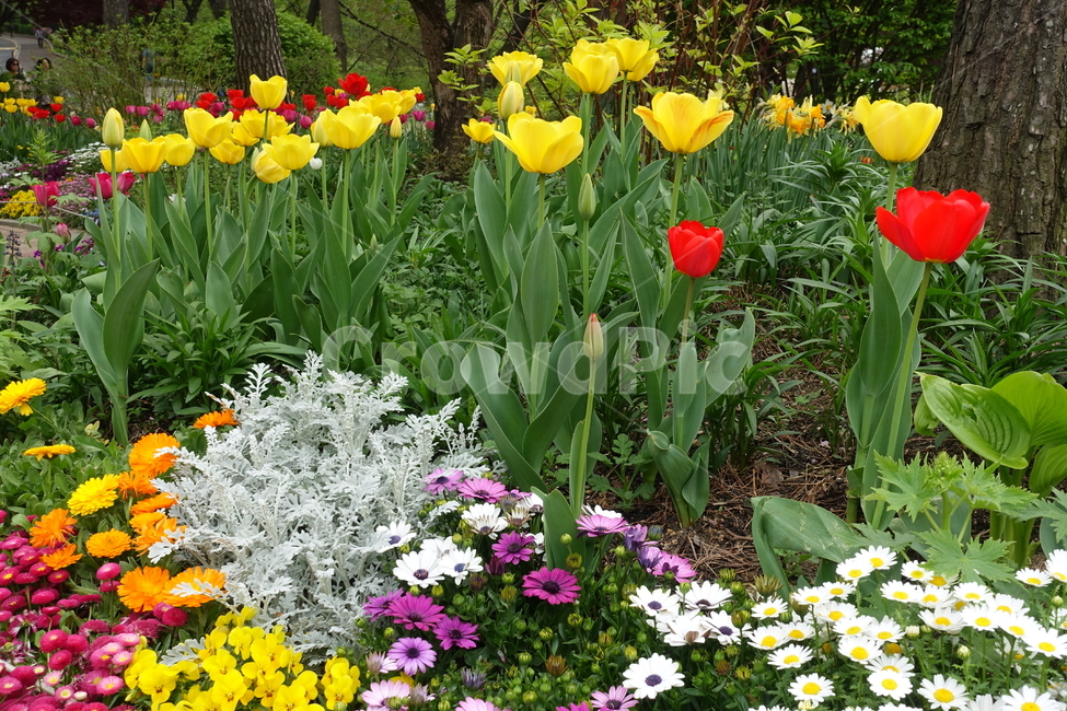 꽃,blossom,flower,plant,튤립,식물,자연,plants,nature,꽃,flower