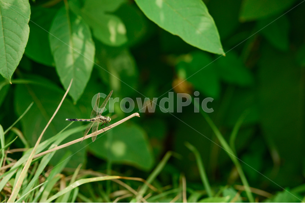밀잠자리,암컷,잠자리,곤충,여름,곤충,벌레,insect,bug