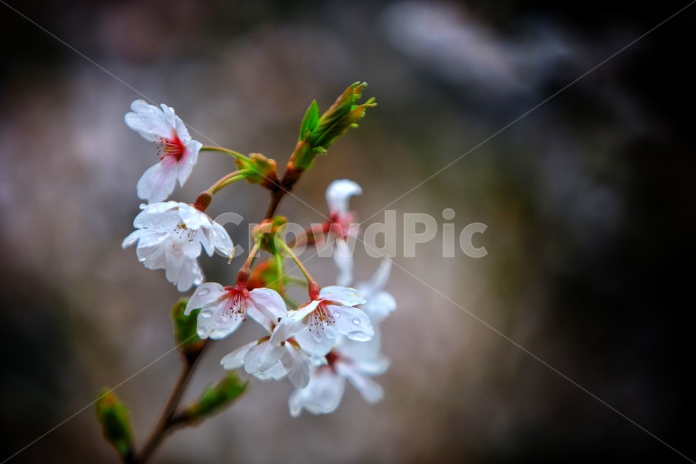 벚꽃,나무순,비꽃,비,봄,spring,cherryblossom,rain,plant,식물,봄,계절,spring,season