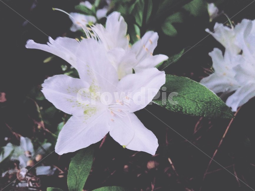 꽃,식물,하얀색,봄꽃,하얀꽃
